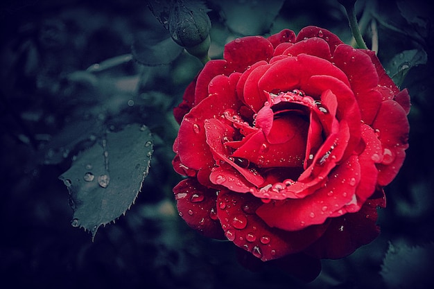 Una rosa roja con gotas de agua