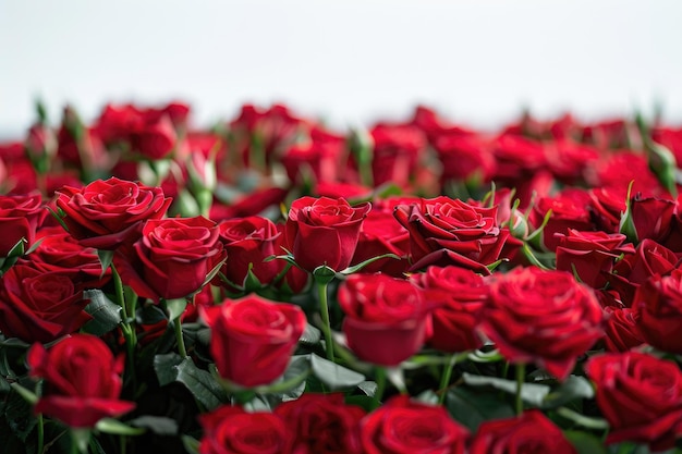 Rosa roja gran ramo aislado de 101 rosas rojas en blanco