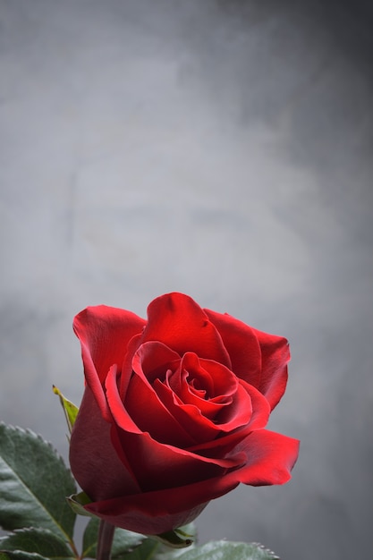 Rosa roja, hermosa flor