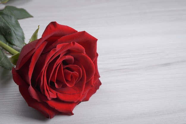 Rosa roja, hermosa flor