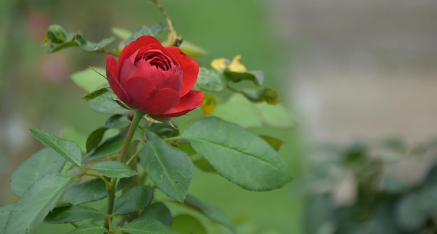 rosa roja hermoso fondo verde