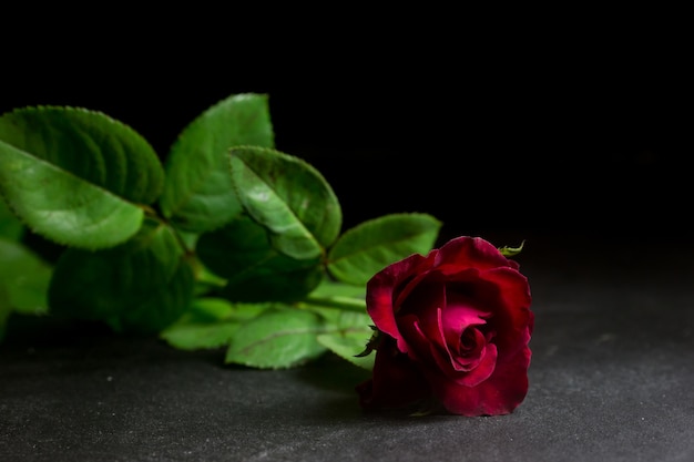 Rosa roja con hoja verde sobre fondo negro