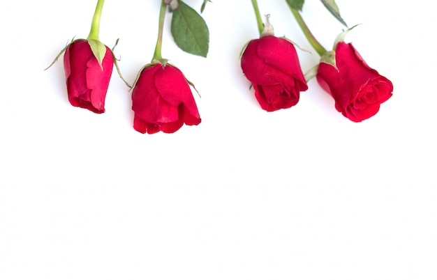 Rosa roja con hojas aisladas en blanco