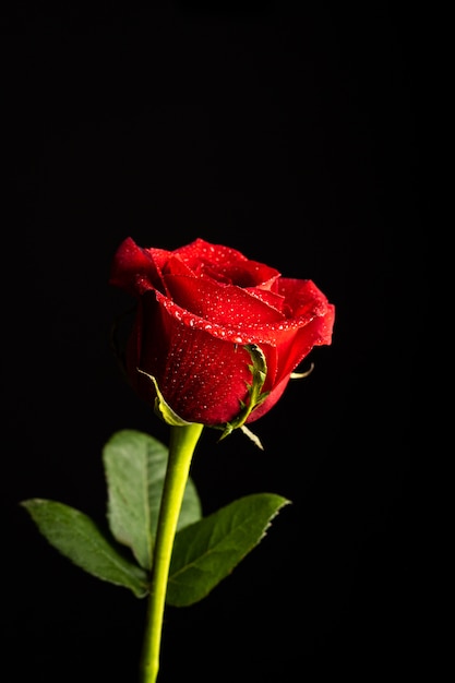 Rosa roja con hojas