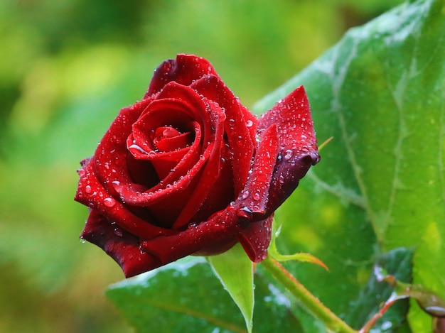 rosa roja de jardín con gotas de lluvia