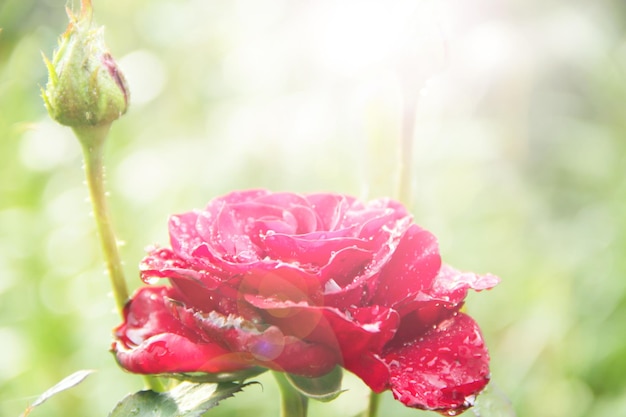 Rosa roja en el jardín a la luz del sol sobre un fondo verde borroso Copiar espacio con fondo natural