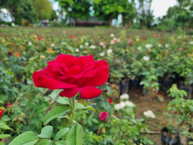 una rosa roja en un jardín con otras plantas y flores.