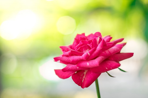 Rosa roja en un jardín que está cerca.