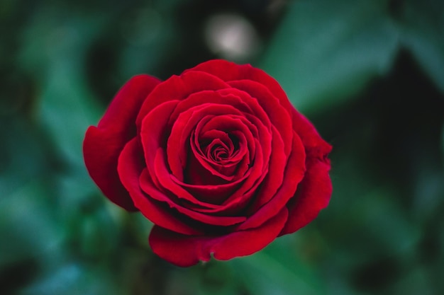 Una rosa roja en un jardín verde