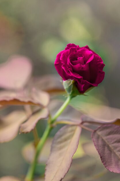 Rosa roja en el jardin