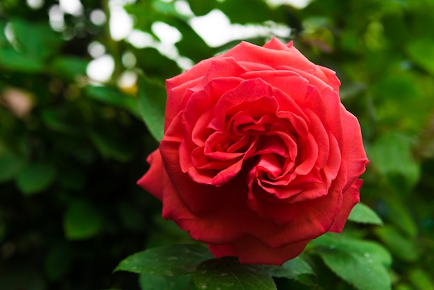 Rosa roja en el jardín