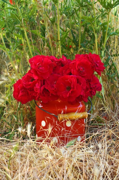 Foto rosa roja en un jardín