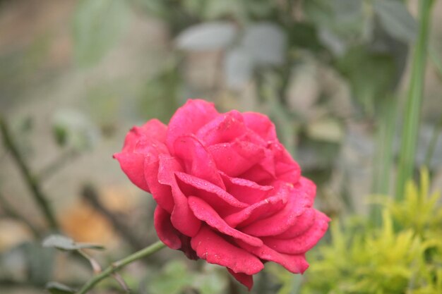 Una rosa roja en el jardín.