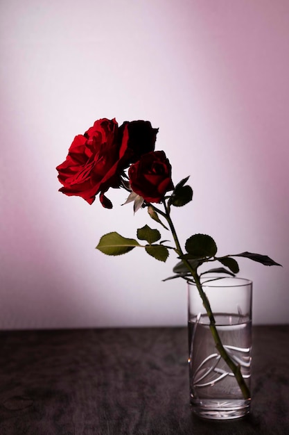 Rosa roja en un jarrón de cristal transparente sobre una mesa de madera oscura sobre un delicado fondo rosa