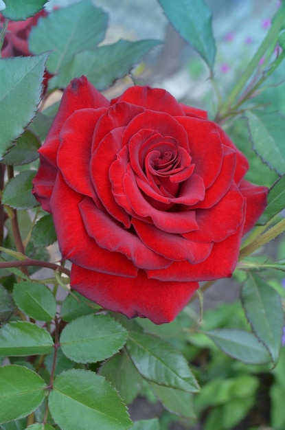 Rosa roja Kardinal floreciendo en un jardín de rosas