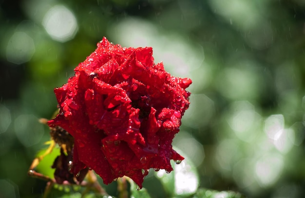 Rosa roja bajo la lluvia
