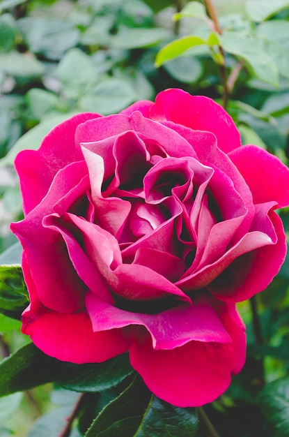 Rosa Roja Macro.