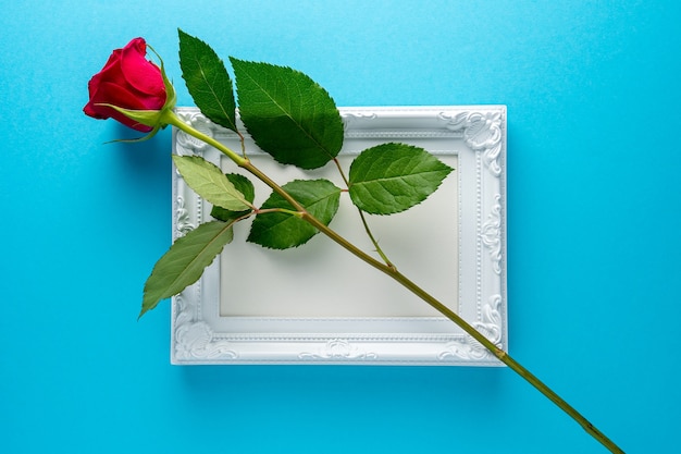 Rosa roja con marco blanco sobre fondo azul.