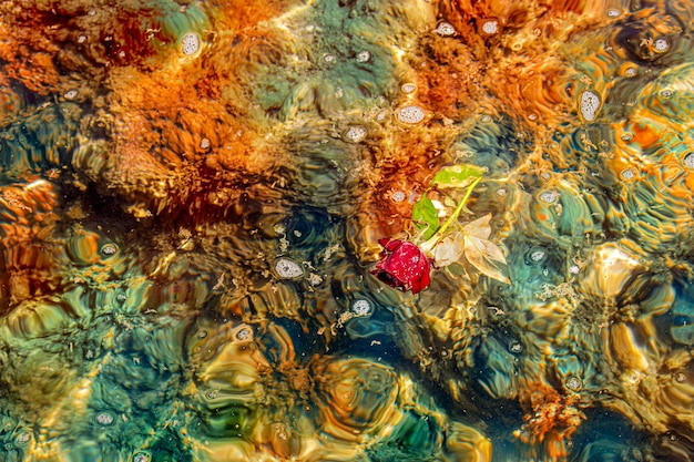 Rosa roja mustia flutuando em el agua