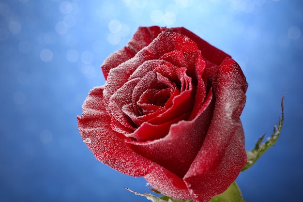 Rosa roja en la nieve sobre fondo azul.