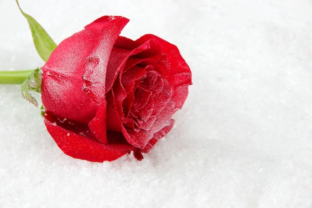 Rosa roja en la nieve