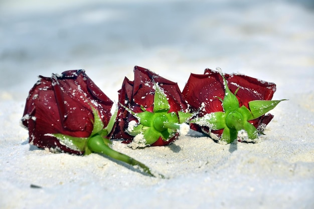 Rosa roja en la nieve