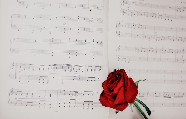 Rosa roja en las notas musicales