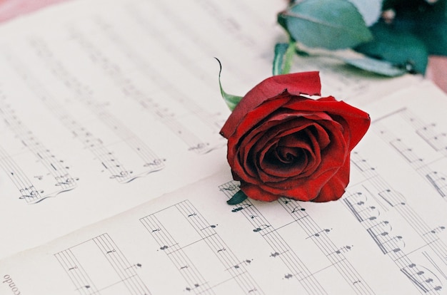 Rosa roja en las notas musicales