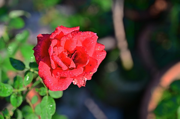 rosa roja o rosa floreciente