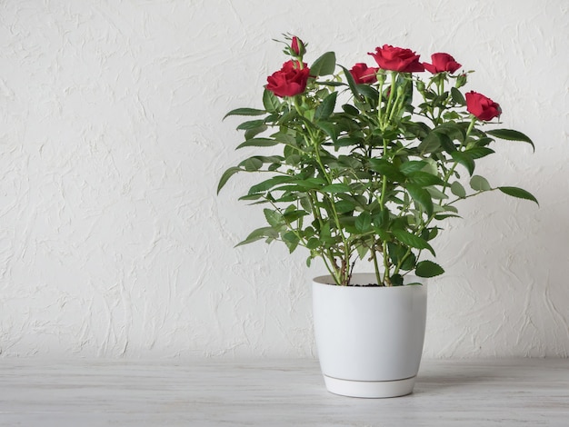 Rosa roja en una olla sobre una mesa de madera, espacio de copia.