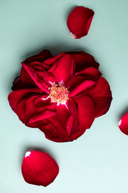 Foto una rosa roja con pétalos está rodeada de pétalos.