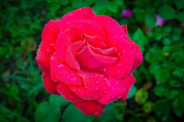 Rosa roja en un primer plano del jardín de flores..