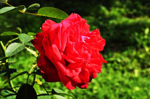 Rosa roja. Primer plano de una rosa floreciente. Fondo borroso de hierba verde.