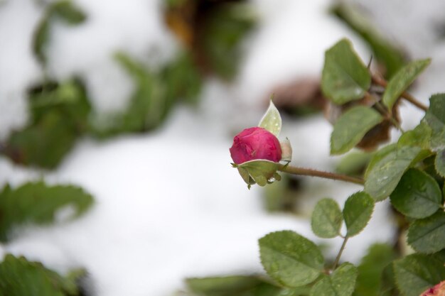 Rosa roja y las primeras heladas un fondo de invierno.