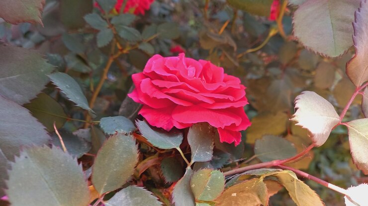 una rosa roja que está afuera con las palabras " el nombre " en ella
