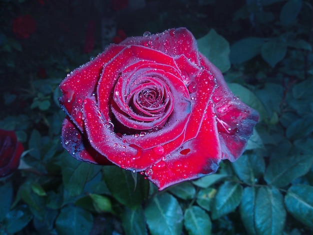 Rosa roja que florece en el jardín nocturno