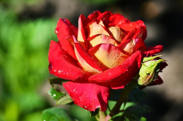 Rosa roja que florece en el primer plano del jardín