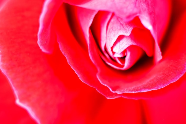 Rosa roja que muestra una textura fina