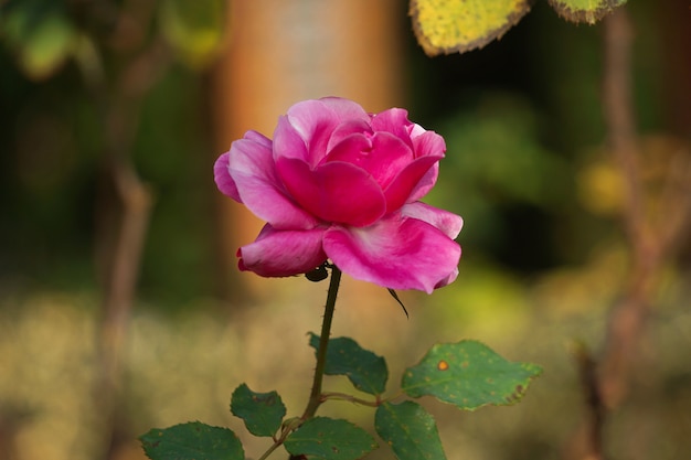 rosa roja romantica en jardin