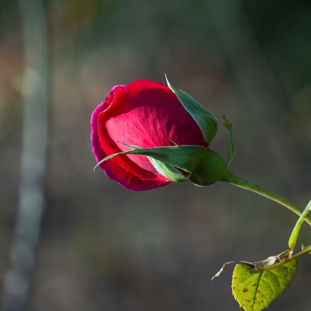 rosa roja romantica en jardin