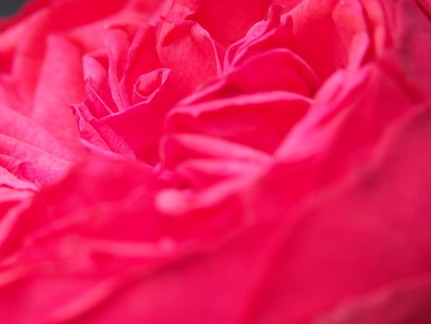 Una rosa roja de la rosaleda de mi casa.