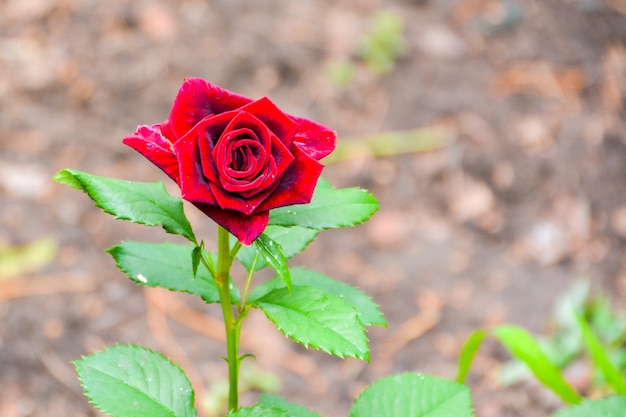 Rosa roja sobre un arbusto en un jardín. Rusia.