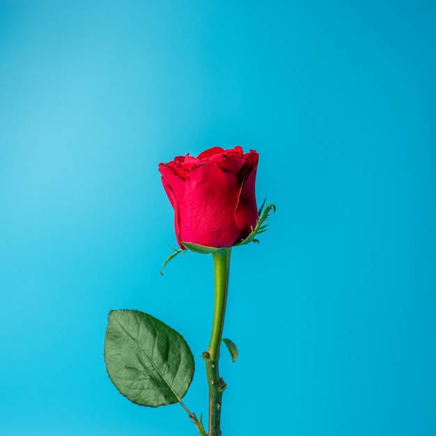 Rosa roja sobre fondo azul.