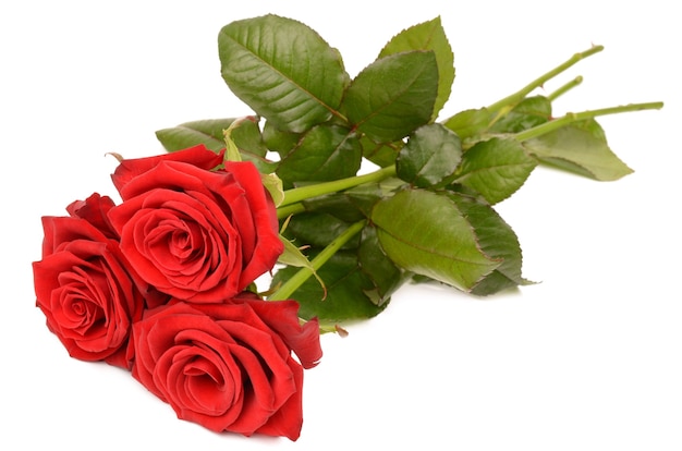 Rosa roja sobre un fondo blanco.