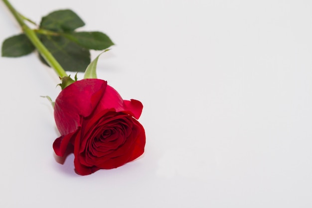 Foto una rosa roja sobre un fondo blanco.