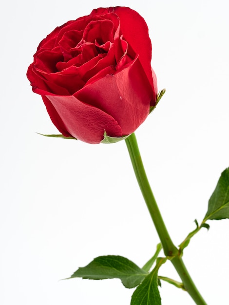 Una rosa roja sobre fondo blanco.