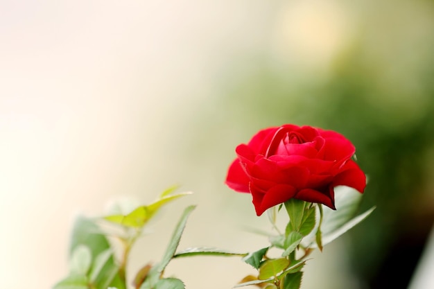 Rosa roja sobre fondo natural borroso