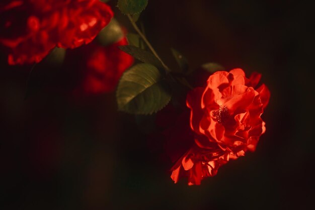 Foto una rosa roja sobre un fondo oscuro filtro suave