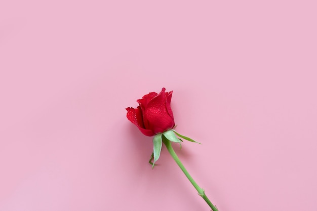 Rosa roja sobre un fondo rosa-día de san valentín