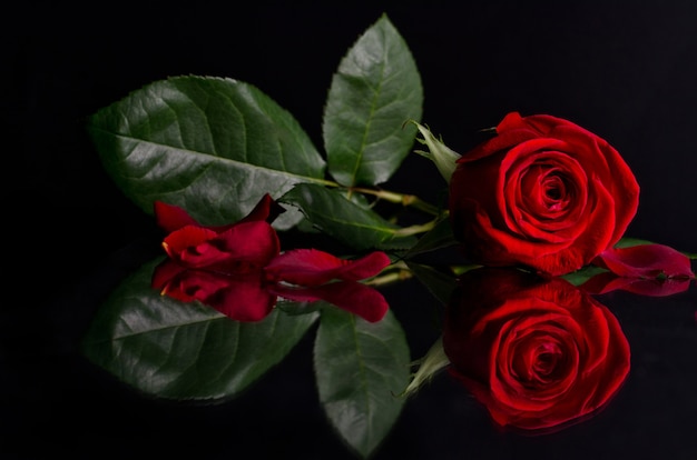 Rosa roja sobre negro